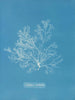 Griffithsia multifida - Anna Atkins — visning af kunstværket