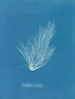 Griffithsia setacea - Anna Atkins — visning af kunstværket