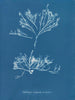 Halidrys siliquosa - Anna Atkins — visning af kunstværket