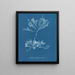 Halidrys siliquosa - Anna Atkins — indrammet kunstværk på væggen