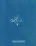 Halymenia furcellaria - Anna Atkins — visning af kunstværket