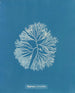 Halymenia furcellata - Anna Atkins — visning af kunstværket