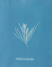 Hylemenia ligulata - Anna Atkins — visning af kunstværket