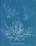 Halymenia ligulata var. dichotome - Anna Atkins — visning af kunstværket