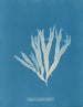 Halymenia ligulata var. latifolia - Anna Atkins — visning af kunstværket