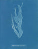 Halymenia ligulata var. ramentacea - Anna Atkins — visning af kunstværket