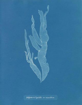 Anna Atkins - Halymenia ligulata var ramentacea.webp