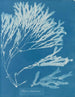 Halyséris polypodioides - Anna Atkins — visning af kunstværket