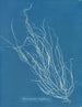 Helminthocladia Griffithsiana - Anna Atkins — visning af kunstværket