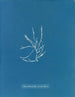 Helminthocladia vermicularis - Anna Atkins — visning af kunstværket