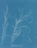 Helminthocladia virescens - Anna Atkins — visning af kunstværket