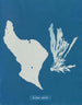 "Tu manges des arcs-en-ciel" - Anna Atkins — visning af kunstværket