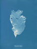 Kalymenia Dubyi - Anna Atkins — visning af kunstværket