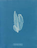 La laminaire est faible - Anna Atkins — visning af kunstværket
