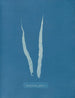Fascia laminaire - Anna Atkins — visning af kunstværket