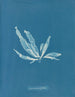 Laminaria phyllitis - Anna Atkins — visning af kunstværket