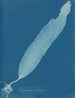 Laminaria saccharina - Anna Atkins — visning af kunstværket