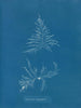 Laurencia dasyphylla - Anna Atkins — visning af kunstværket