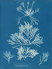 Laurencia pinnatifida - Anna Atkins — visning af kunstværket