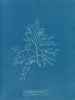 Laurencia pinnatifida en angusta - Anna Atkins — visning af kunstværket