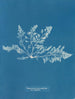 Laurencia pinnatifida var. angusta - Anna Atkins — visning af kunstværket