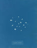 Lichenramme - Anna Atkins — visning af kunstværket