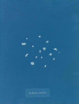Anna Atkins - Lichina confinis.webp