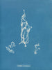 Lyngbya Carmichaelii - Anna Atkins — visning af kunstværket