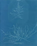 Mesogloia Hudsonii - Anna Atkins — visning af kunstværket