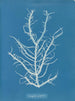 Mesogloia purpurea - Anna Atkins — visning af kunstværket