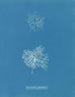 Microcladia glandulosa - Anna Atkins — visning af kunstværket