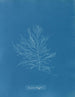Naccaria Wigghii - Anna Atkins — visning af kunstværket
