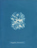 Nitophyllum Bonnemaisoni - Anna Atkins — visning af kunstværket