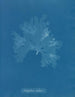 Nitophyllum Gmeleni - Anna Atkins — visning af kunstværket