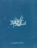 Nitophyllum lacéré - Anna Atkins — visning af kunstværket