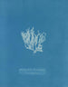 Reproduktion af maleriet Nitophyllum laceratum - Anna Atkins