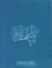 Nitophyllum punctatum - Anna Atkins — visning af kunstværket