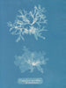 Nitophyllum punctatum - Anna Atkins — visning af kunstværket