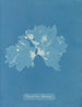 Nitophyllum ulvoideum - Anna Atkins — visning af kunstværket