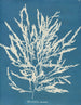 Odonthalie dentée - Anna Atkins — visning af kunstværket