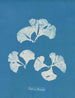 Padina Pavonia - Anna Atkins — visning af kunstværket