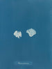 Padina Pavonia (Cas Conflit) - Anna Atkins — visning af kunstværket