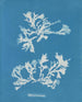 Phyllophora rubens - Anna Atkins — visning af kunstværket