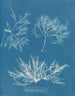 Plocamium cramoisi - Anna Atkins — visning af kunstværket