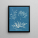 Plocamium cramoisi - Anna Atkins — indrammet kunstværk på væggen