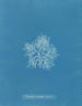 Plocamium cramoisi i frugterne - Anna Atkins — visning af kunstværket