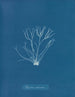 Polyides ronds - Anna Atkins — visning af kunstværket