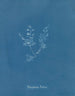 Polysiphonia Brodiaei Partie X - Anna Atkins — visning af kunstværket