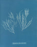 Polysiphonia atroscens - Anna Atkins — visning af kunstværket