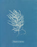 Polysiphonia byssoides af Anna Atkins — visning af kunstværket